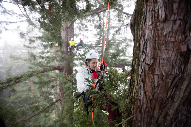 photo of redwood climb