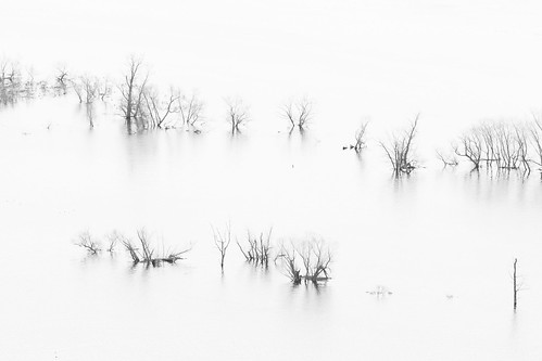 statepark trees bw abstract water monochrome wisconsin contrast river mississippi flood oldman iowa minimal telephoto minimalism minimalist pikespeak greatriverroad