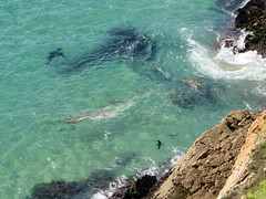 Seal watching shark swim by