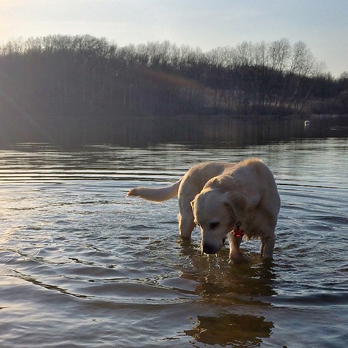 Daisy taking a dip in Schultze Lake