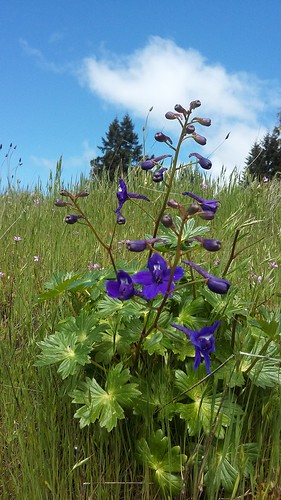 california county flowers humboldt state parks national april wildflowers redwood prairie lupine 2016