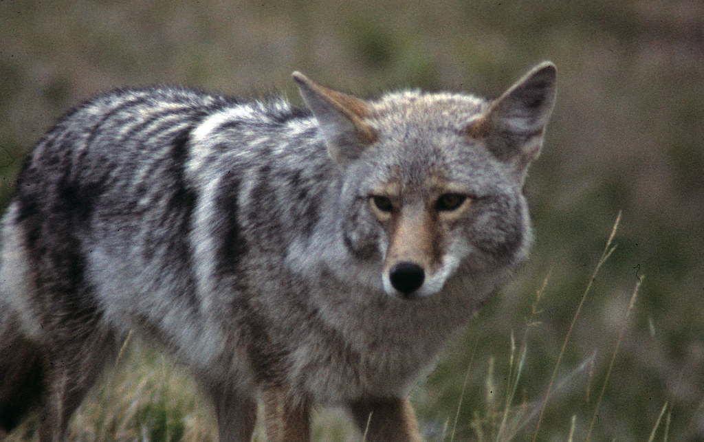 Coyote image