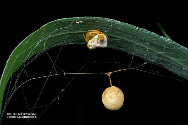 Bird dropping spider (Cyrtarachne sp.) - DSC_3464