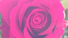 Soft Pink rose - Photo of Rouville
