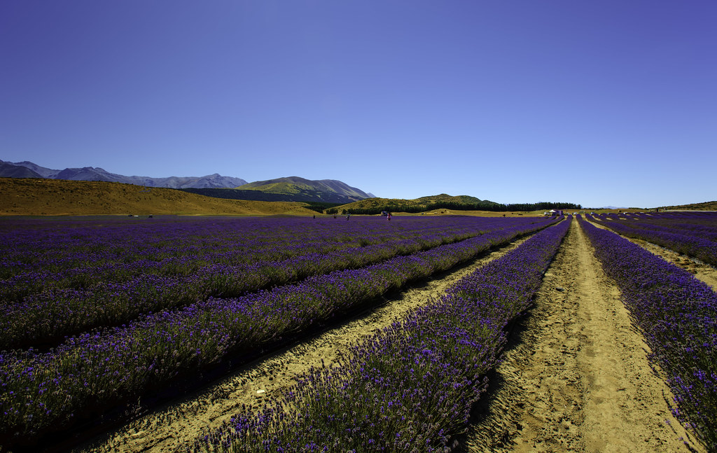 Lavender field, New Zealand