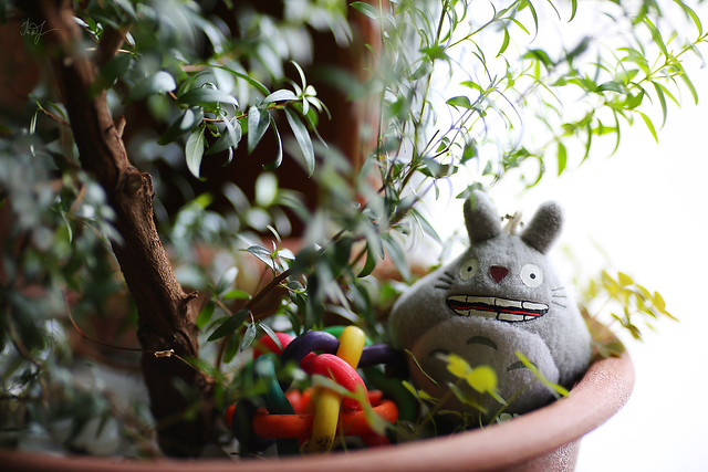 Day #66: totoro reflects on the nature of things