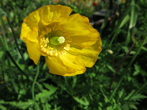 This yellow poppy was part of early April's 'Hot Colour' border at the Washington State University 'Discovery Garden'