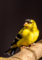 American Goldfinch (Micro focus test)