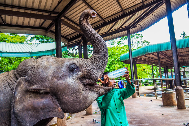 P4193414 Vagamundos 16 Sri Lanka Orfanato Elefantes Pinnawala