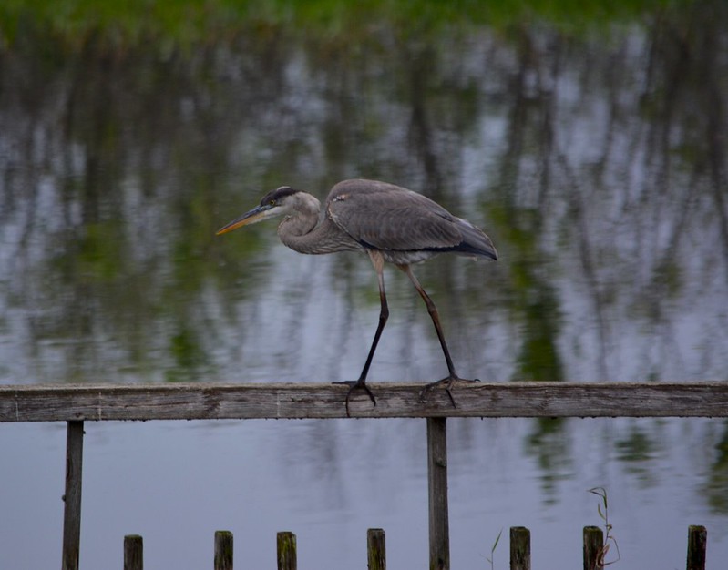 Birding in Lake Apopka North Shore Wildlife Drive