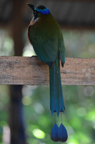 bird costarica sanjose northamerica santaana motmot bluecrownedmotmot coraciiformes momotusmomota momotidae nearpasserinebird neotropicalbird nearpasserineorder zamoraestate