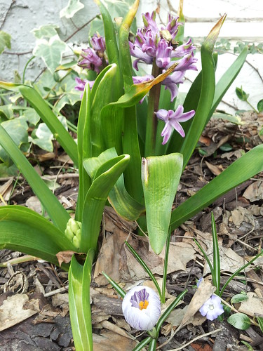 Hyacinths in Early March