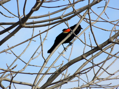 redwing blackbird