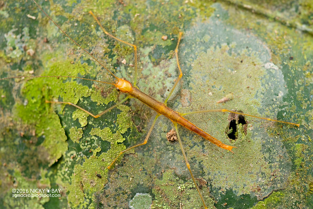Stick insect nymph (Phasmatodea) - DSC_6656