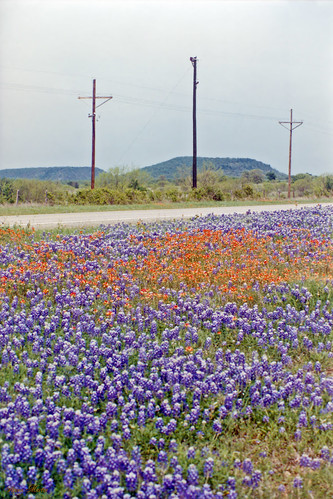 road flowers field landscape scenery texas gordon wildflowers bluebonnets indianpaintbrush