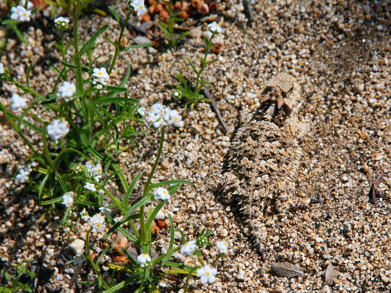 IMG_2815 Desert Horned Lizard on PCT