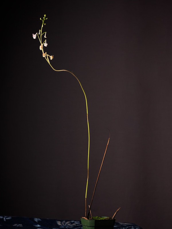 Anthogonium gracile plant