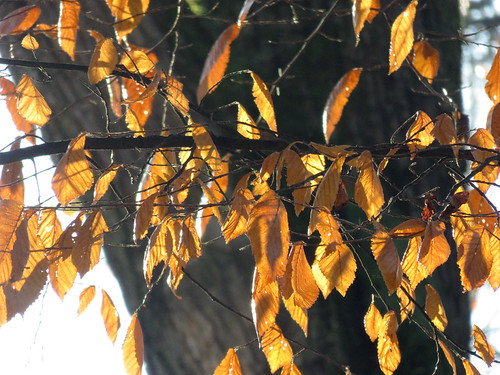 Golden leaves in the sun