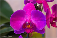 Purple Orchid!
