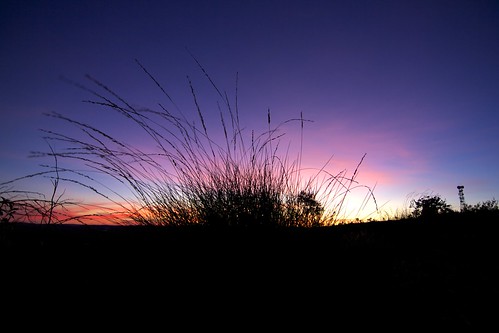 Sunset Spinifex