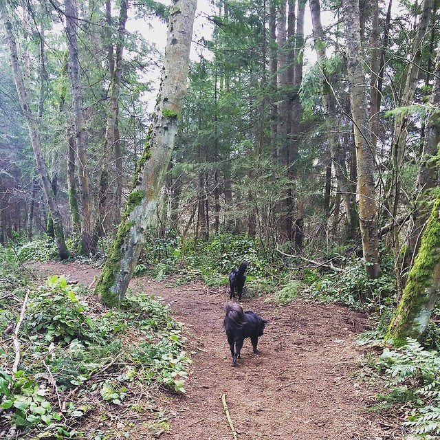 Today's dog park therapy: much needed and appreciated. 🌲