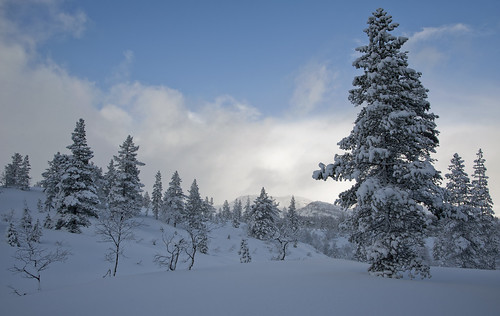 trees winter snow mountains norway pine forest landscape norge nikon sirdal vestagder d700
