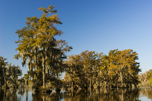 trees usa lake sunrise pond louisiana atchafalayabasin bayou cedar swamp spanishmoss wetlands cypress riverdelta lakemartin baldcypress