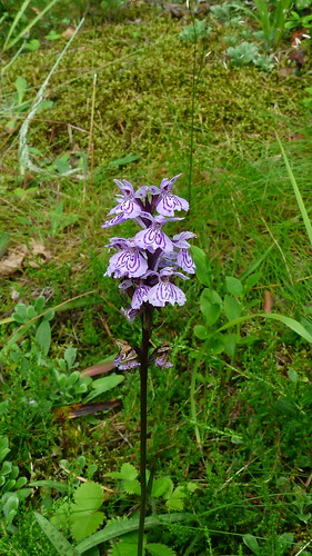 flowers summer plants plant flower finland geotagged purple july clr orchidaceae fin dactylorhiza dactylorhizamaculata kouvola 2015 kymenlaakso kuusankoski maariankämmekkä 201507 fz200 pilkanmaa 20150716 geo:lat=6093561362 geo:lon=2659428787