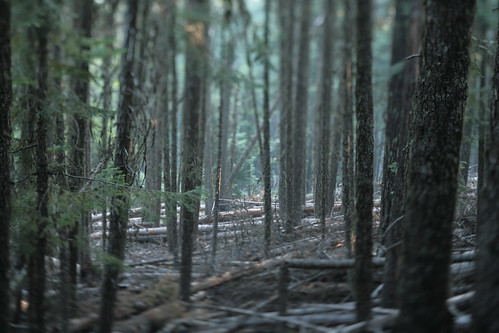 summer blur tree oregon forest bokeh fir tilt oldgrowth grandfir badgercreekwilderness fifteenmilecreek