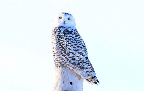 county female snowy howard reis iowa larry springs owl lime