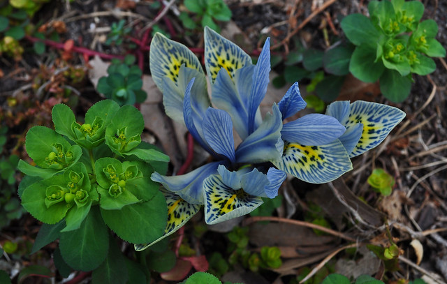 Iris 'Katharine Hodgkin'  and Euphorbia helioscopia (2)