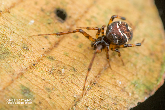 Comb-footed spider (Parasteatoda sp.) - DSC_5993