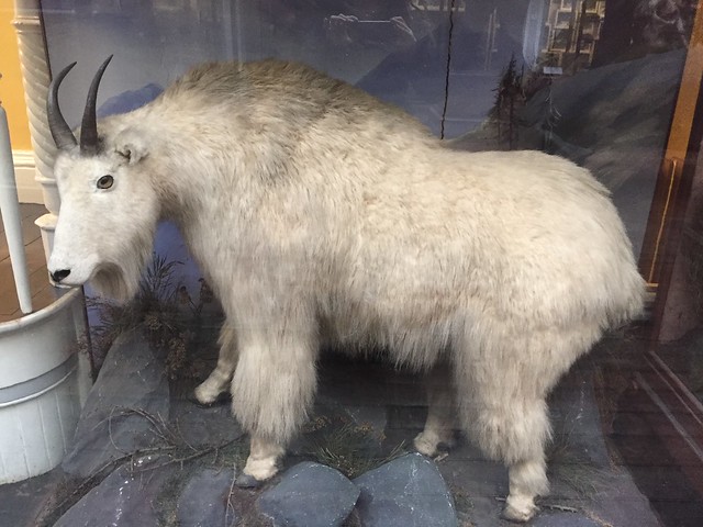Specimen of the big and furry Himalayan goat 