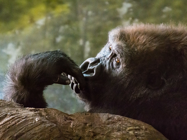 gorilla looking thoughtful
