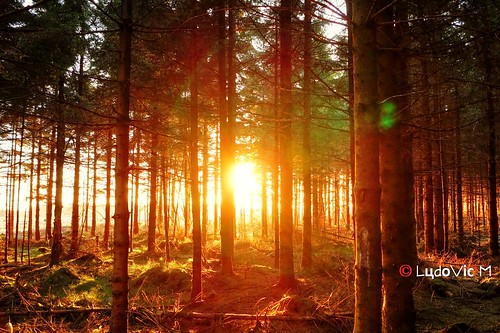 sunset sun forest soleil belgium belgique ardennen ardennes sunny venn forêt hautes fagnes venen hohes waimes
