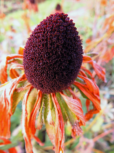 flower purple brown yellow orange autumn red canon digital green canonphotography canonsx50 sx50 hyperzoom outdoor amateur kuskovo tomsk westernsiberia russia macro yellowish bokeh closeup asteraceae blackeyedsusans coneflowers herbaceous coneflower garden browneyedsusans plant organicpattern marcescence decline withering salient floral flora