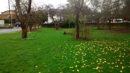 windfall apples Dec 15 (2)