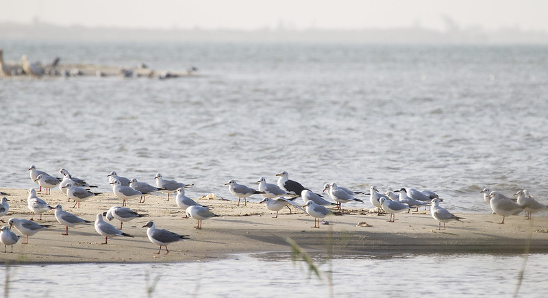 Birds and other wildlife from Senegal