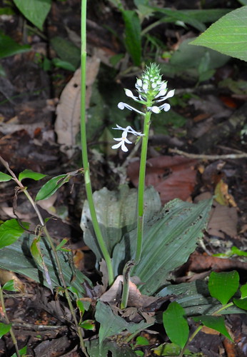 orchid sumatra indonesia kedah gunungleuser taxonomy:family=orchidaceae geo:country=indonesia
