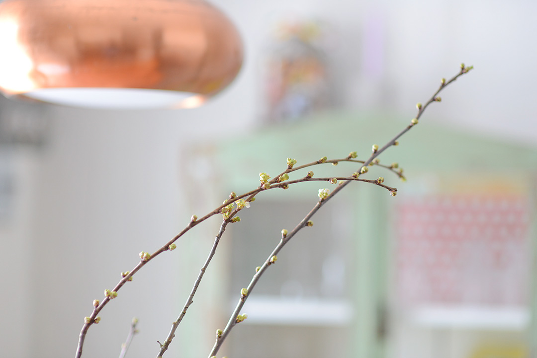 Cherry branches in the kitchen