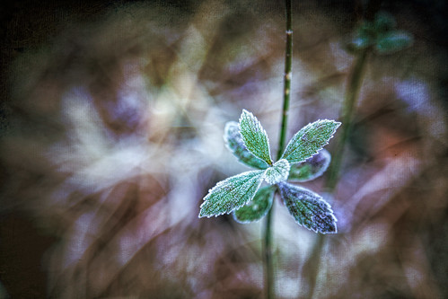 plants abstract texture nature leaves canon dark eos frozen frost moody texas dof bokeh vignette topaz 6d ef24105mmf4lisusm