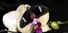 Butterfly - Photo of Bourdonné