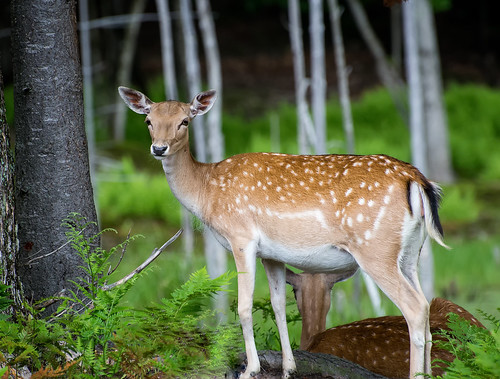 park wild plants baby brown white canada cute green tourism nature beautiful grass animal forest woodland fur mammal outdoors natural little quebec outdoor wildlife young meadow doe deer spots fawn wilderness habitat tailed parcomega whitetail
