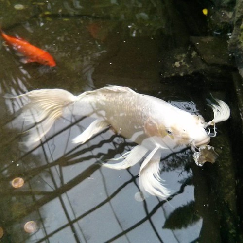 Giant silver koi #toronto #allangardens #gardens #fish #goldfish #koi
