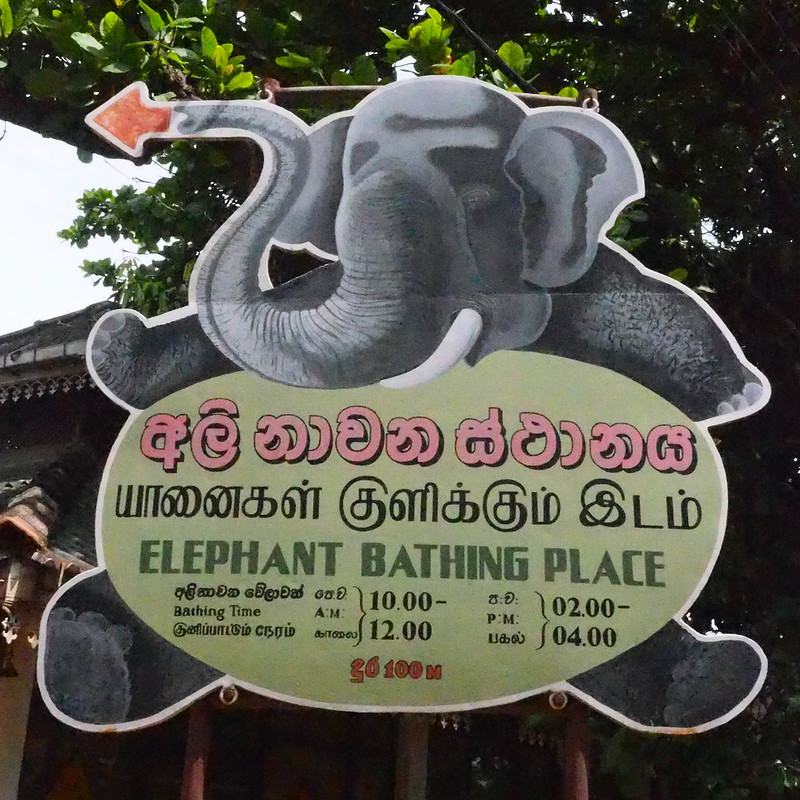 P4193239 Vagamundos 16 Sri Lanka Orfanato Elefantes Pinnawala