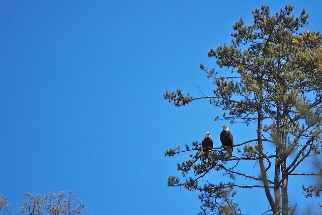 A pair of adult bald eagles at a Virginia State Park