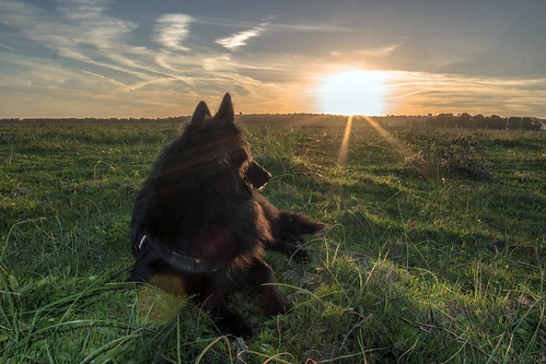 sunset españa dog animals atardecer sevilla andalucía belga perro animales nut maestro abel pastor 34 nuttoma