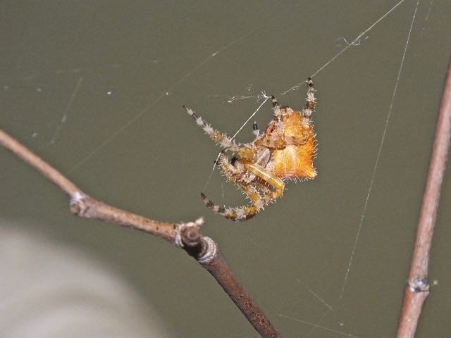 Araneus illudatus, Portal, AZ