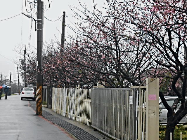 平菁街42巷櫻花