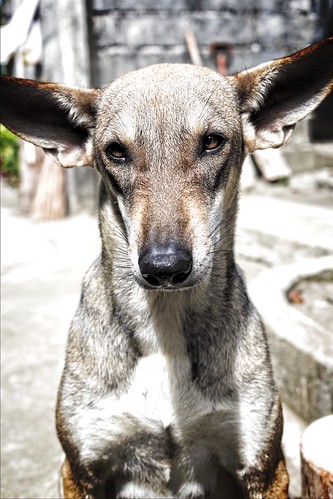 portrait dog closeup female gray